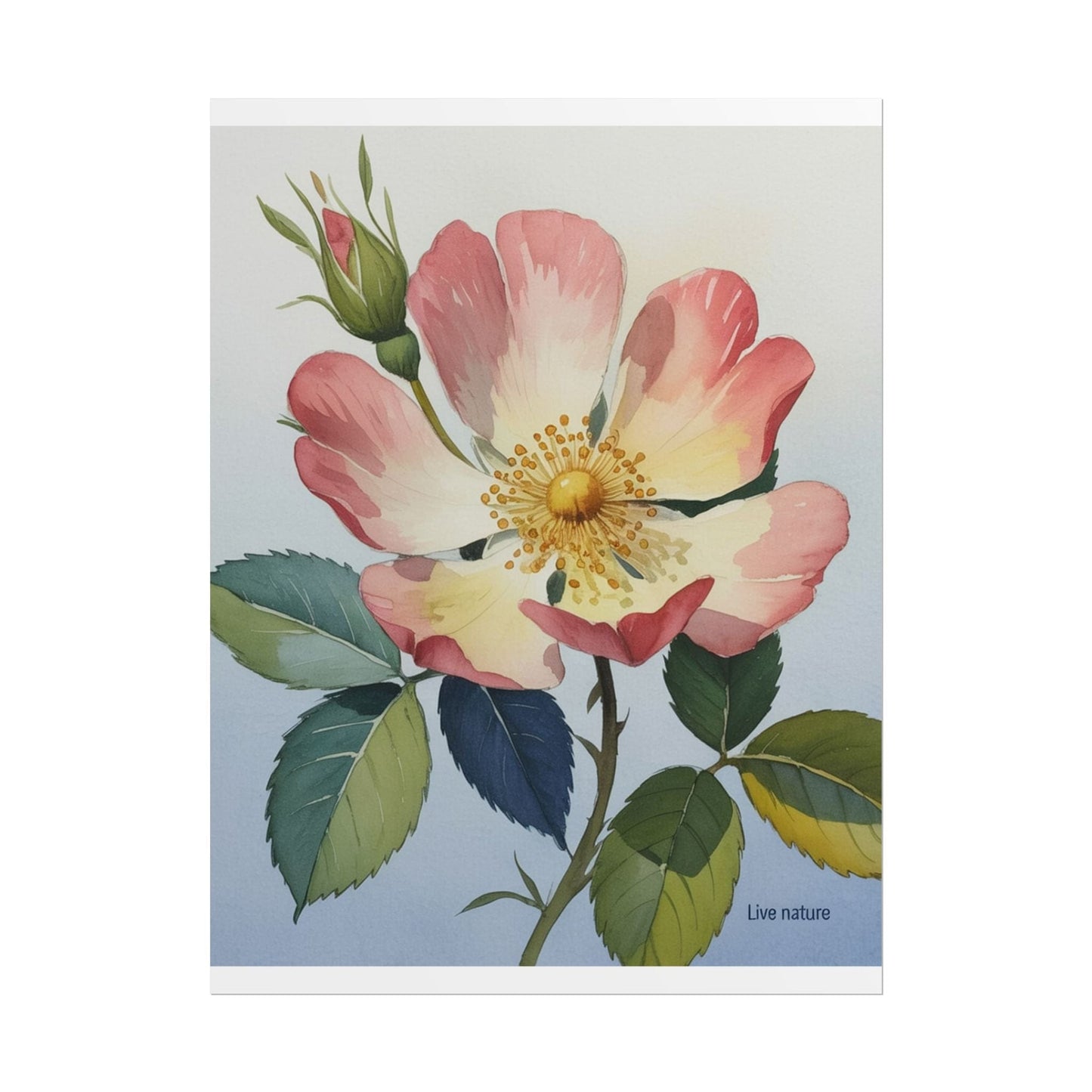 Wild Prairie Rose Watercolor Art Print