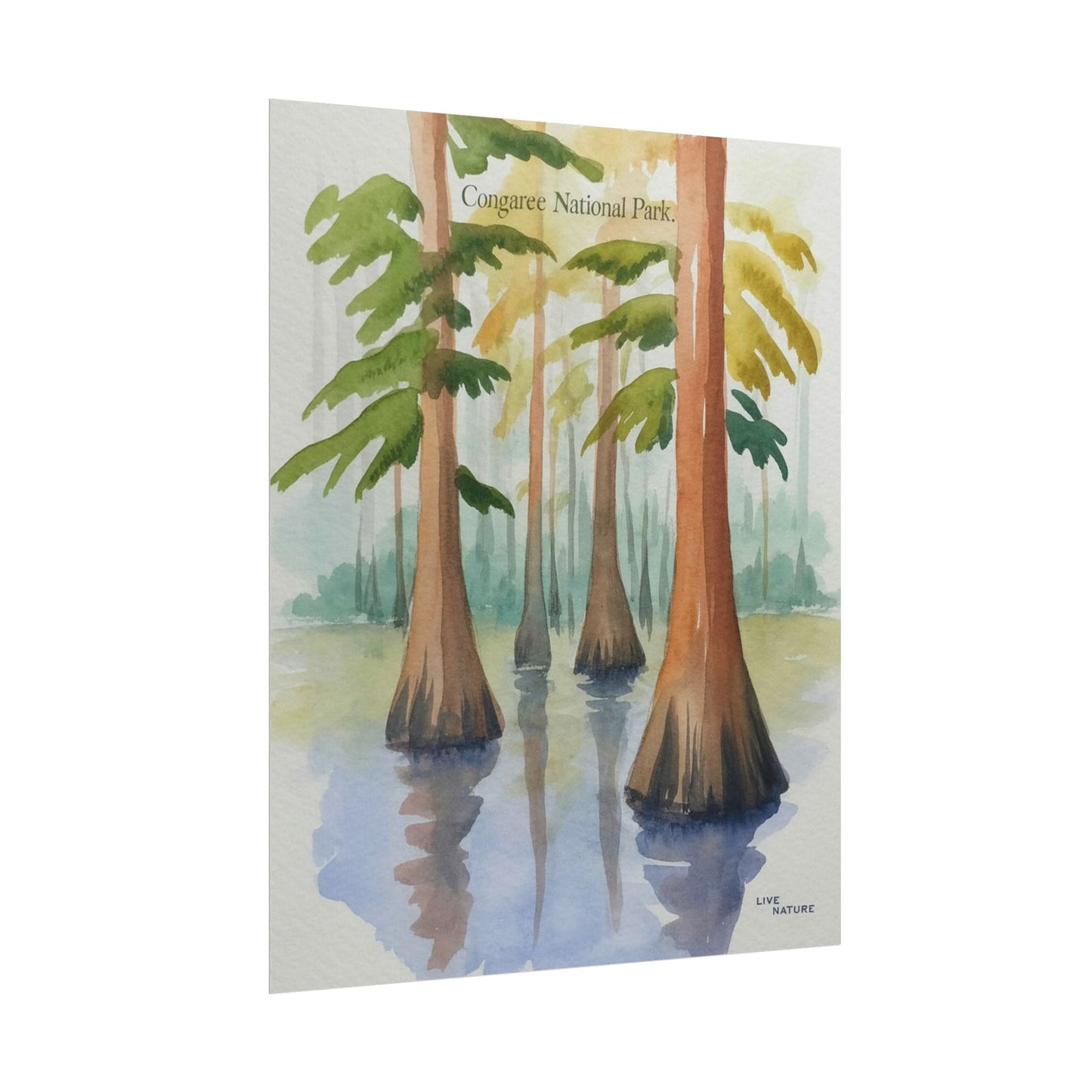 Congaree National Park Cypress Watercolor Poster