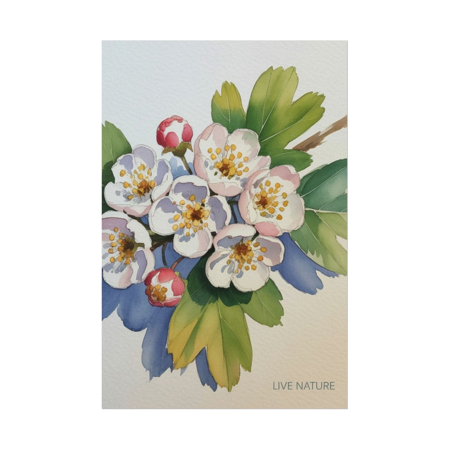 Hawthorn and Dogwood Blossoms Art Print – Live Nature