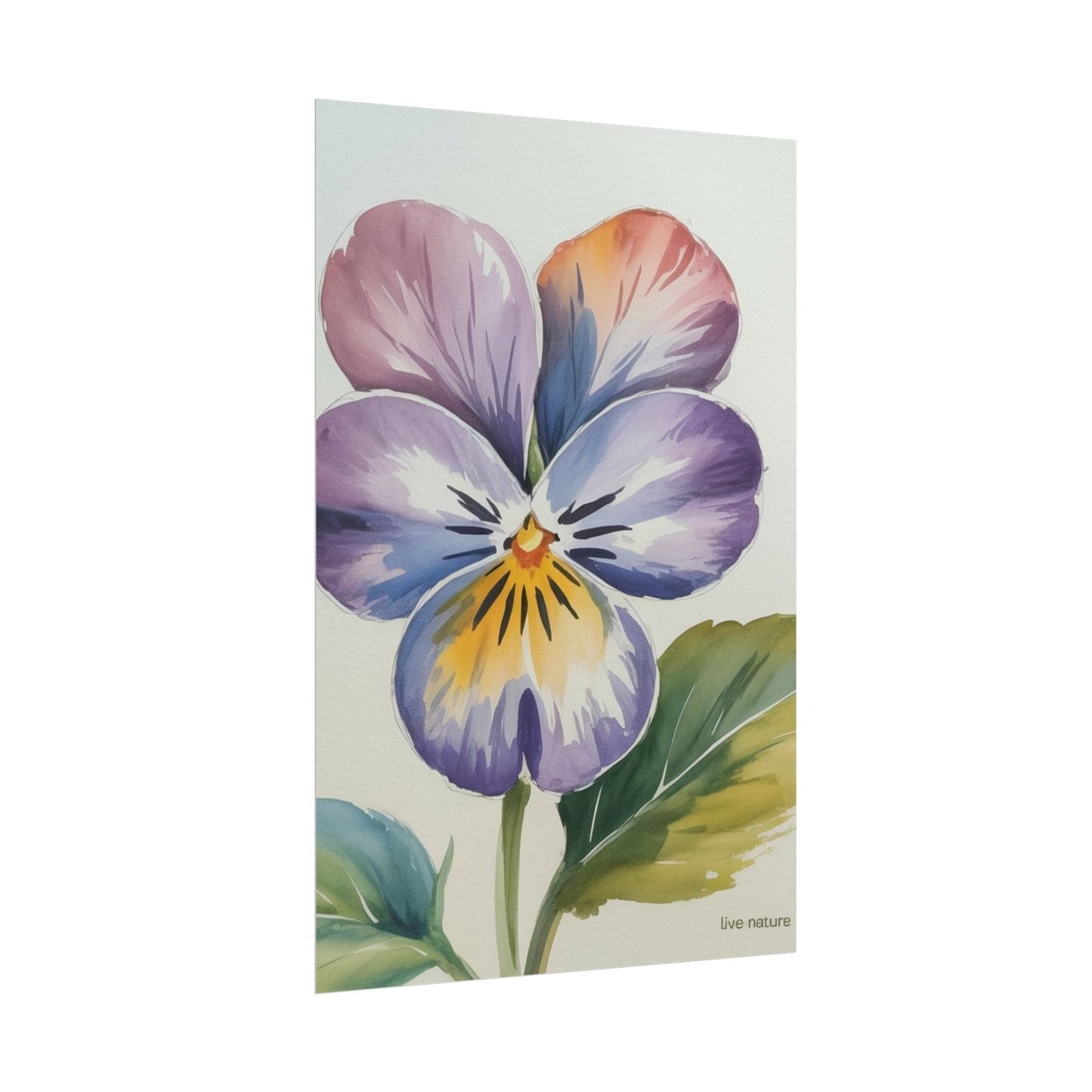 Violet Pansy Watercolor Art Print - Live Nature Design