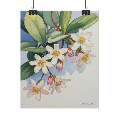 Mayflower Botanical Watercolor Art Print 'Live Nature
