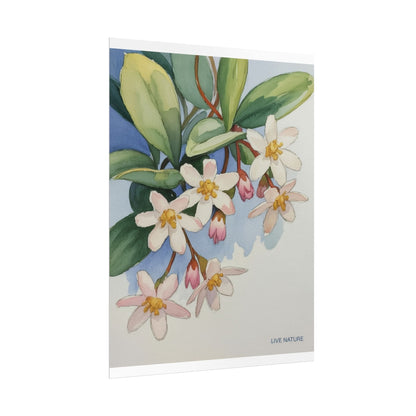 Mayflower Botanical Watercolor Art Print 'Live Nature