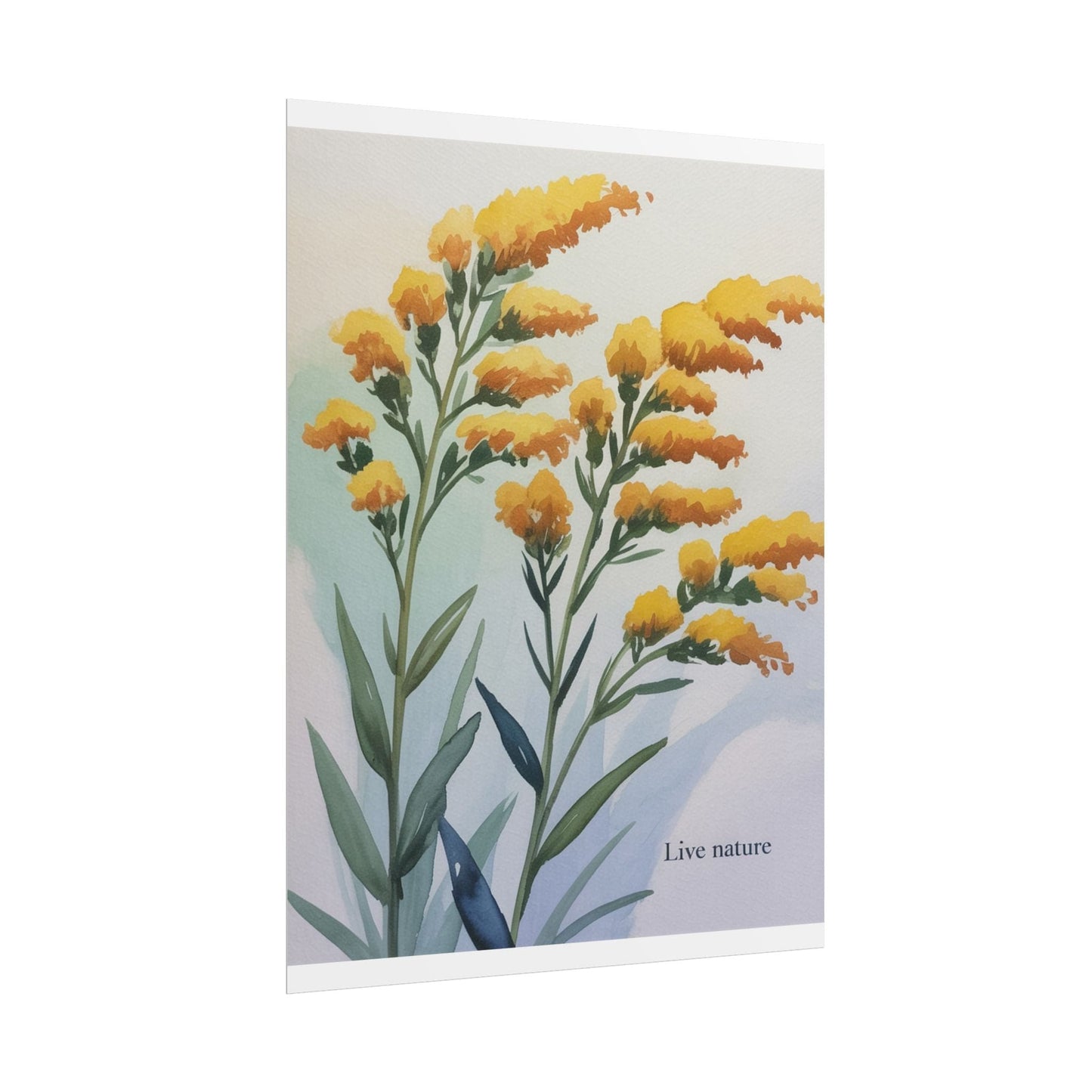 Goldenrod Flower Watercolor Poster - Live Nature Art