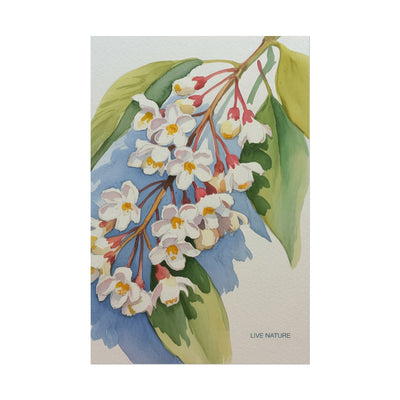 Idaho Syringa Blossom Watercolor Art Print Poster
