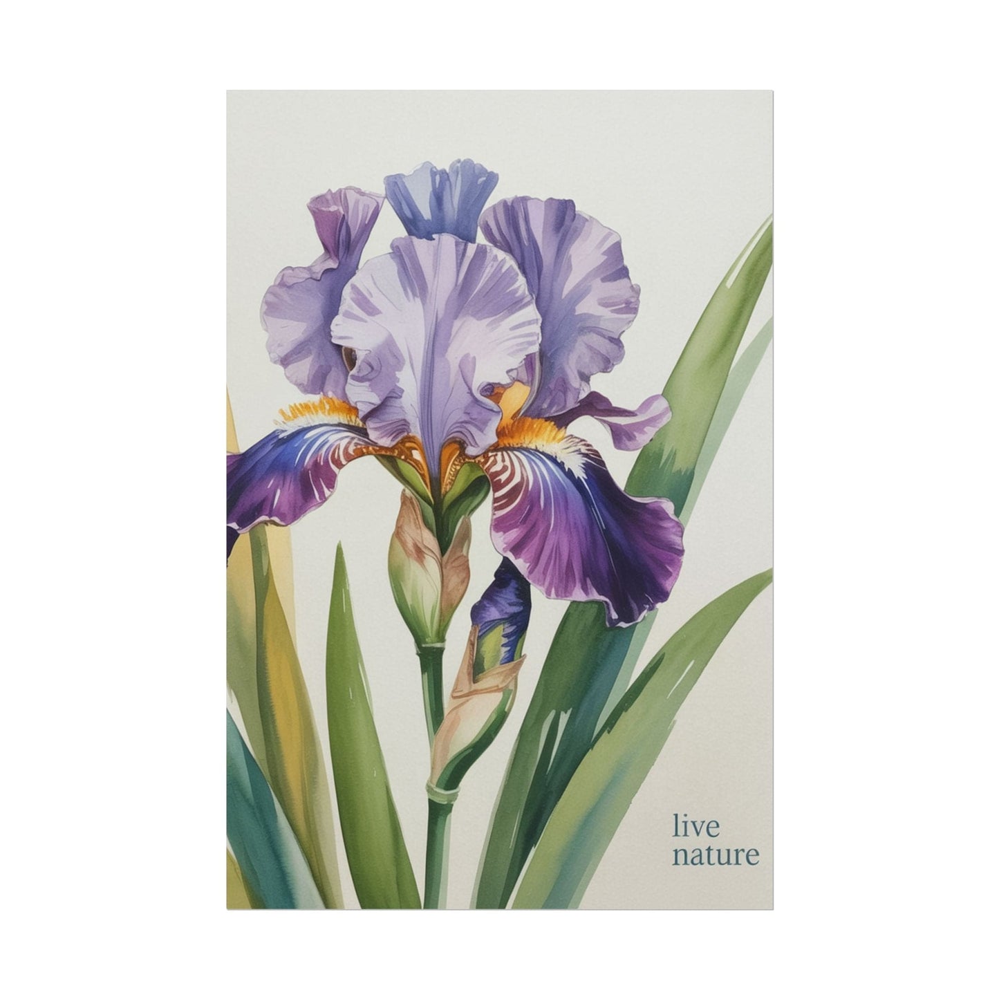 Iris Flower Watercolor Art Print with 'Live Nature