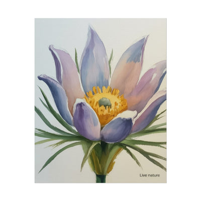 Pasque Flower Watercolor Art Print 'Live Nature