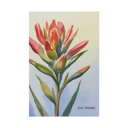 Indian Paintbrush Watercolor Art Print 'Live Nature