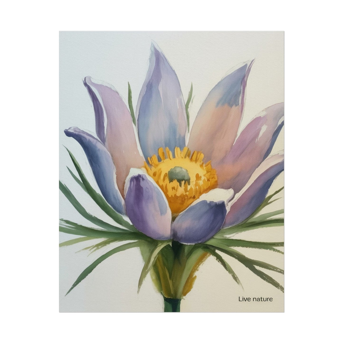 Pasque Flower Watercolor Art Print 'Live Nature