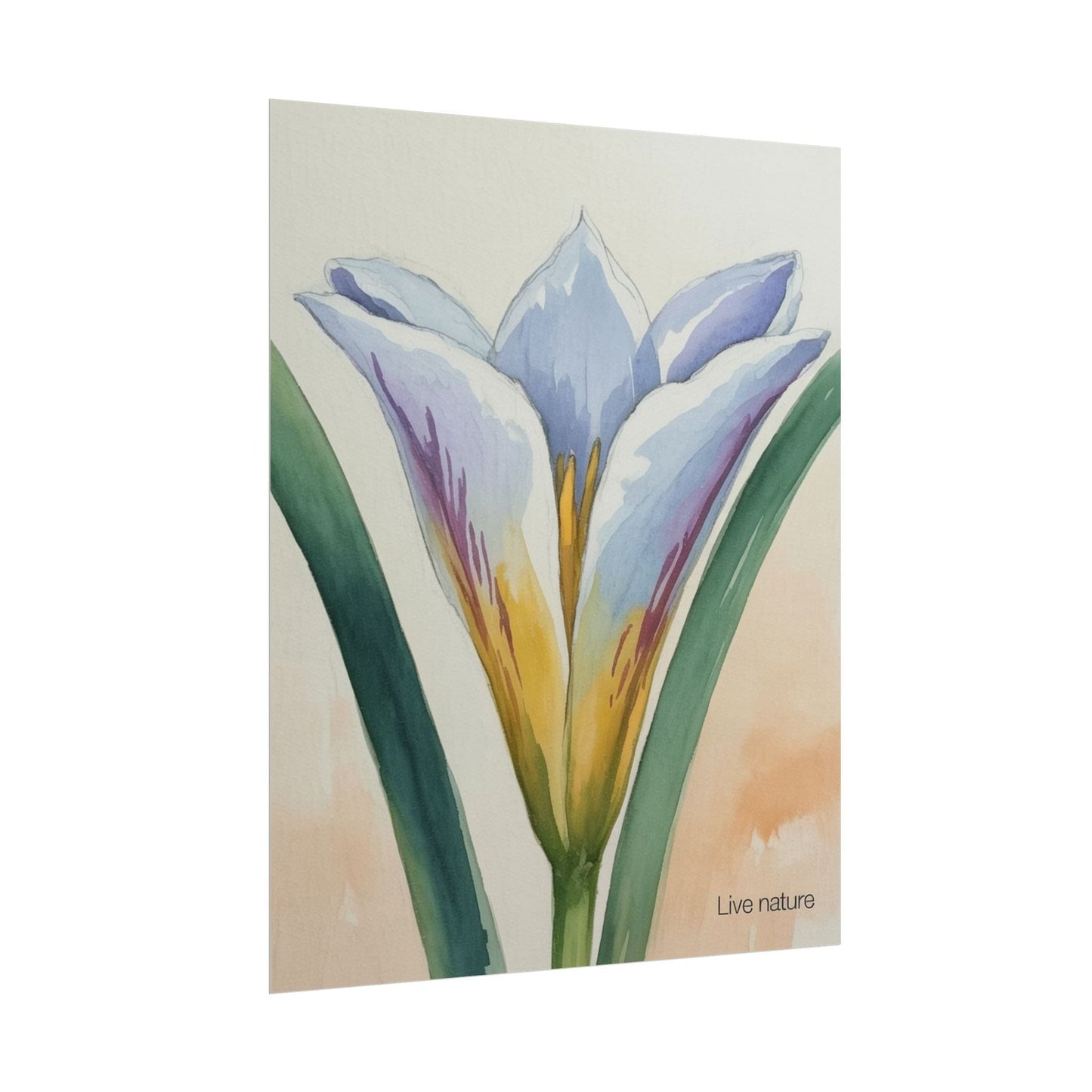 Sego Lily Watercolor Print Utah State Flower Art