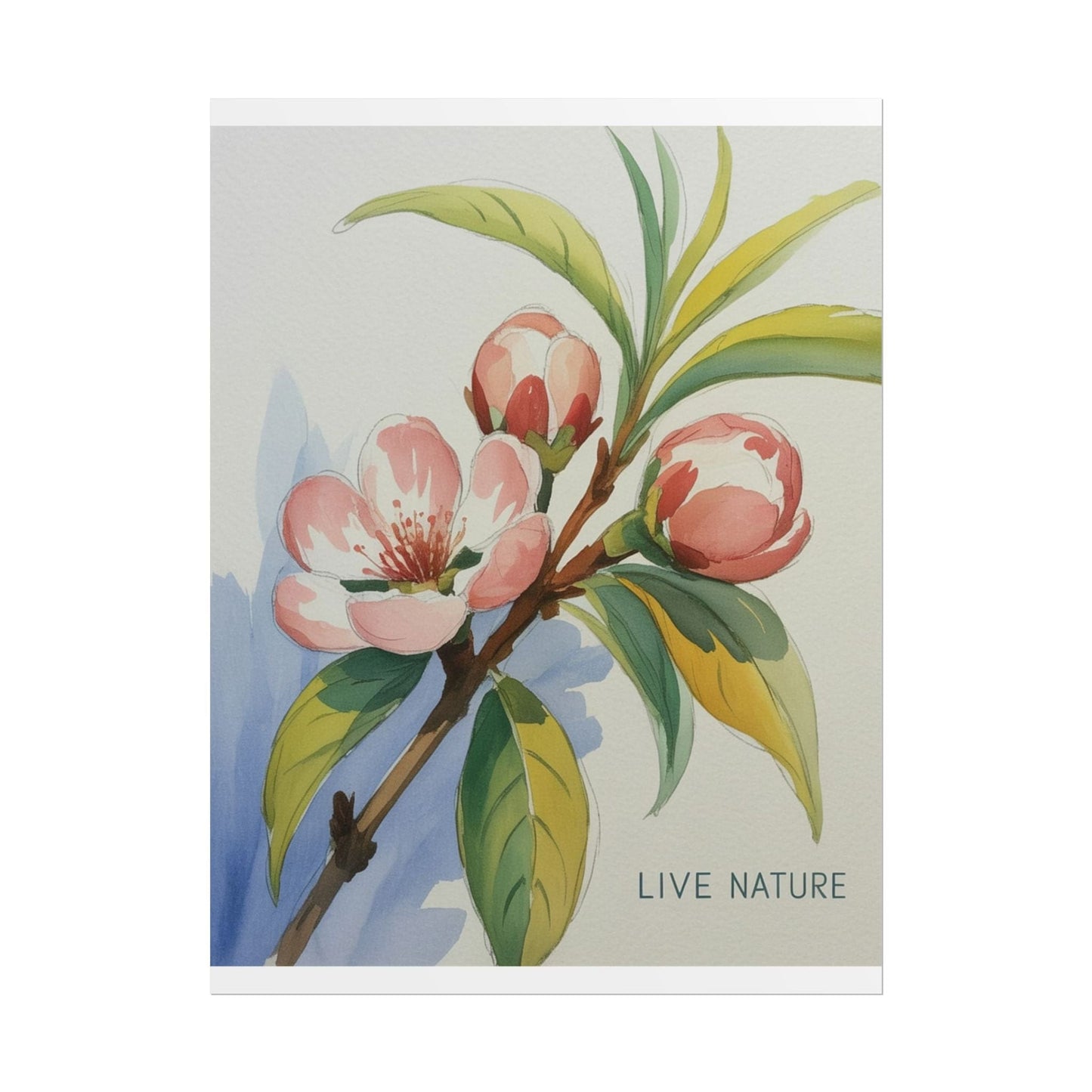 Peach Blossom Live Nature Art Print Poster