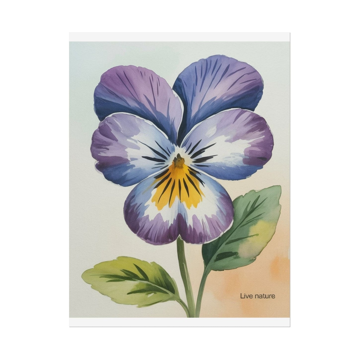 Purple Pansy Watercolor Poster Art Print - Live Nature