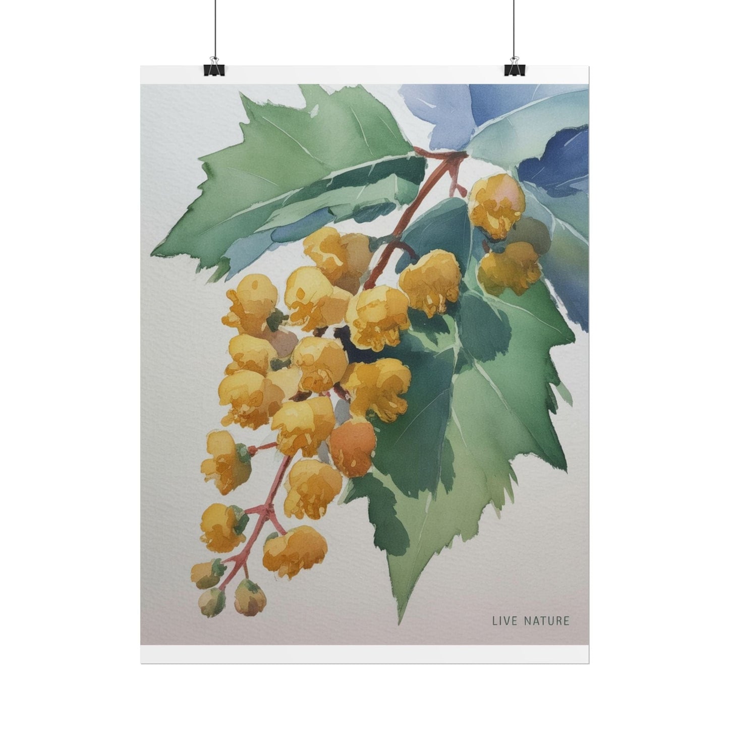 Oregon Grape State Flower Watercolor Art Print
