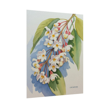 Idaho Syringa Blossom Watercolor Art Print Poster