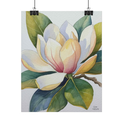 Magnolia Blossom Watercolor Print Fine Art Poster
