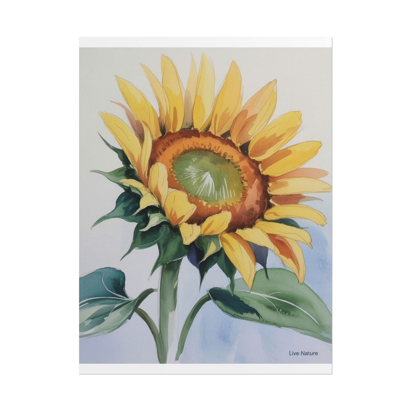 Kansas Sunflower Watercolor Art Print 'Live Nature