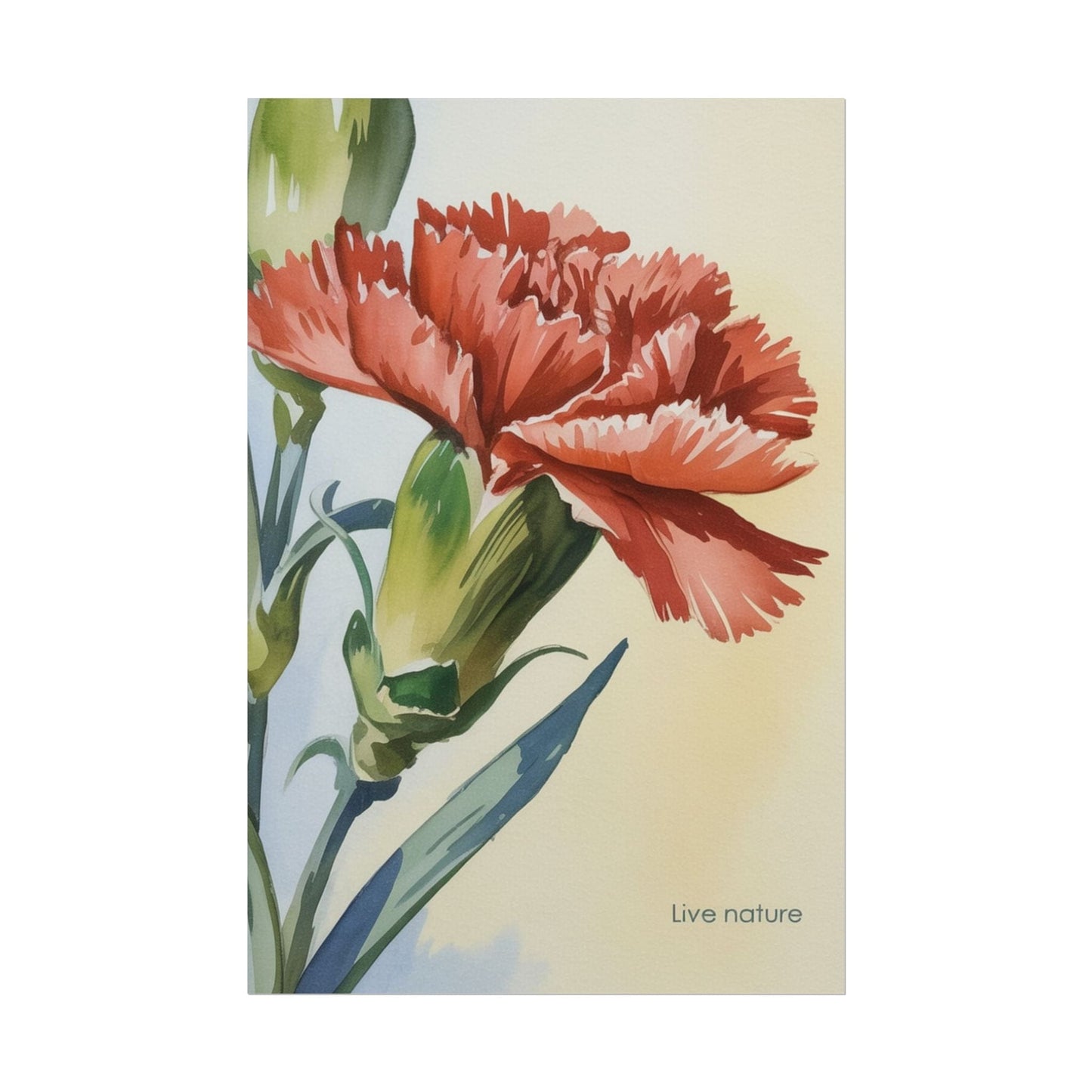 Scarlet Carnation Watercolor Art Print 'Live Nature