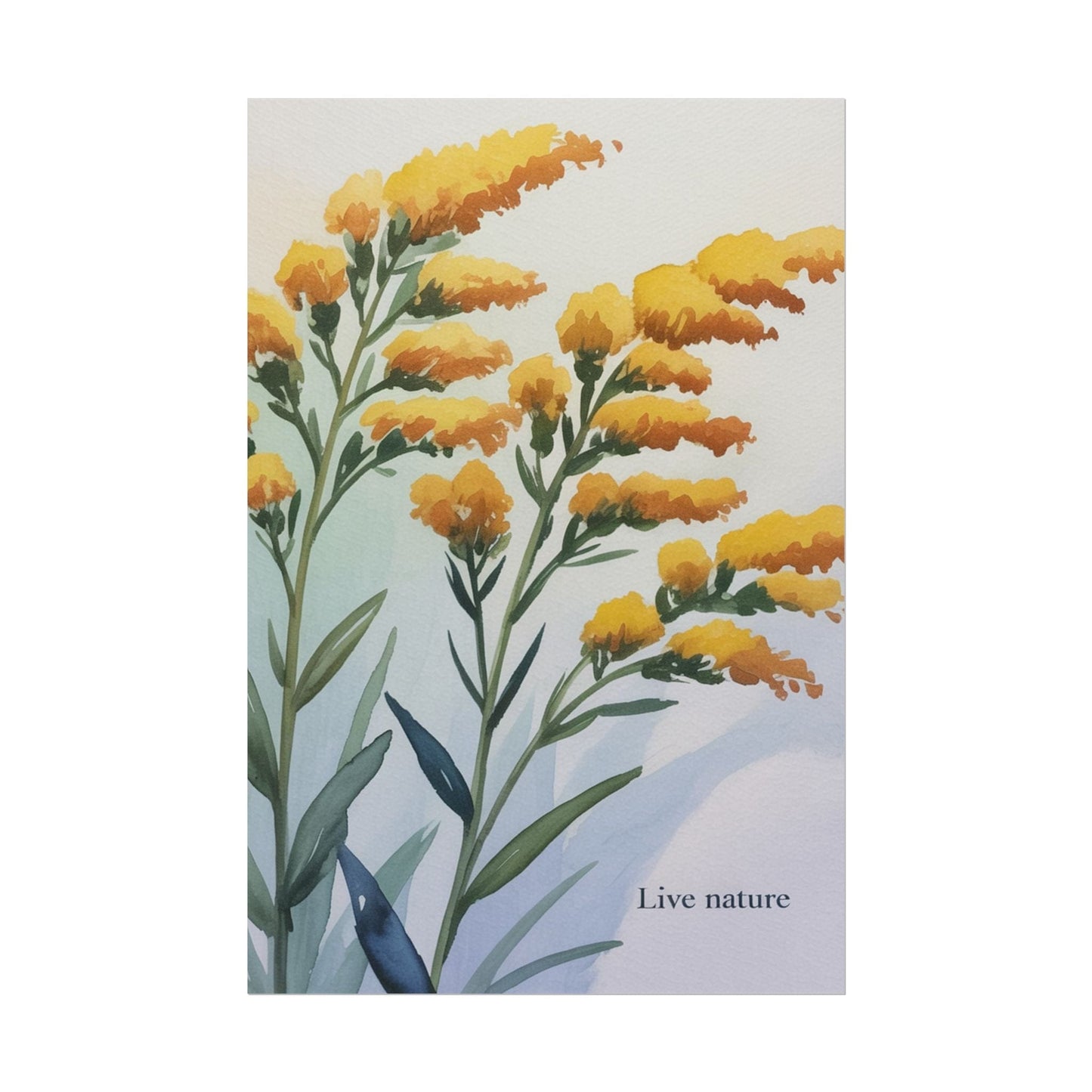 Goldenrod Flower Watercolor Poster - Live Nature Art