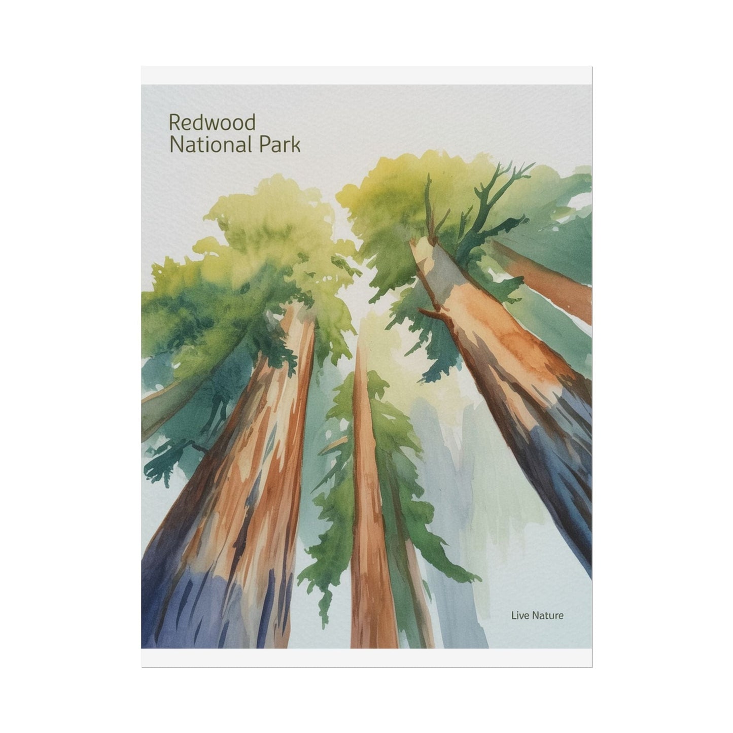 Redwood National Park Watercolor Art Print