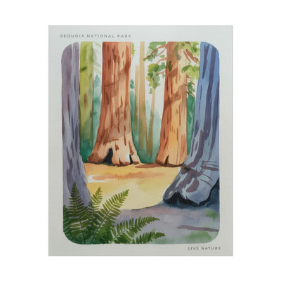 Sequoia National Park Watercolor Print Poster