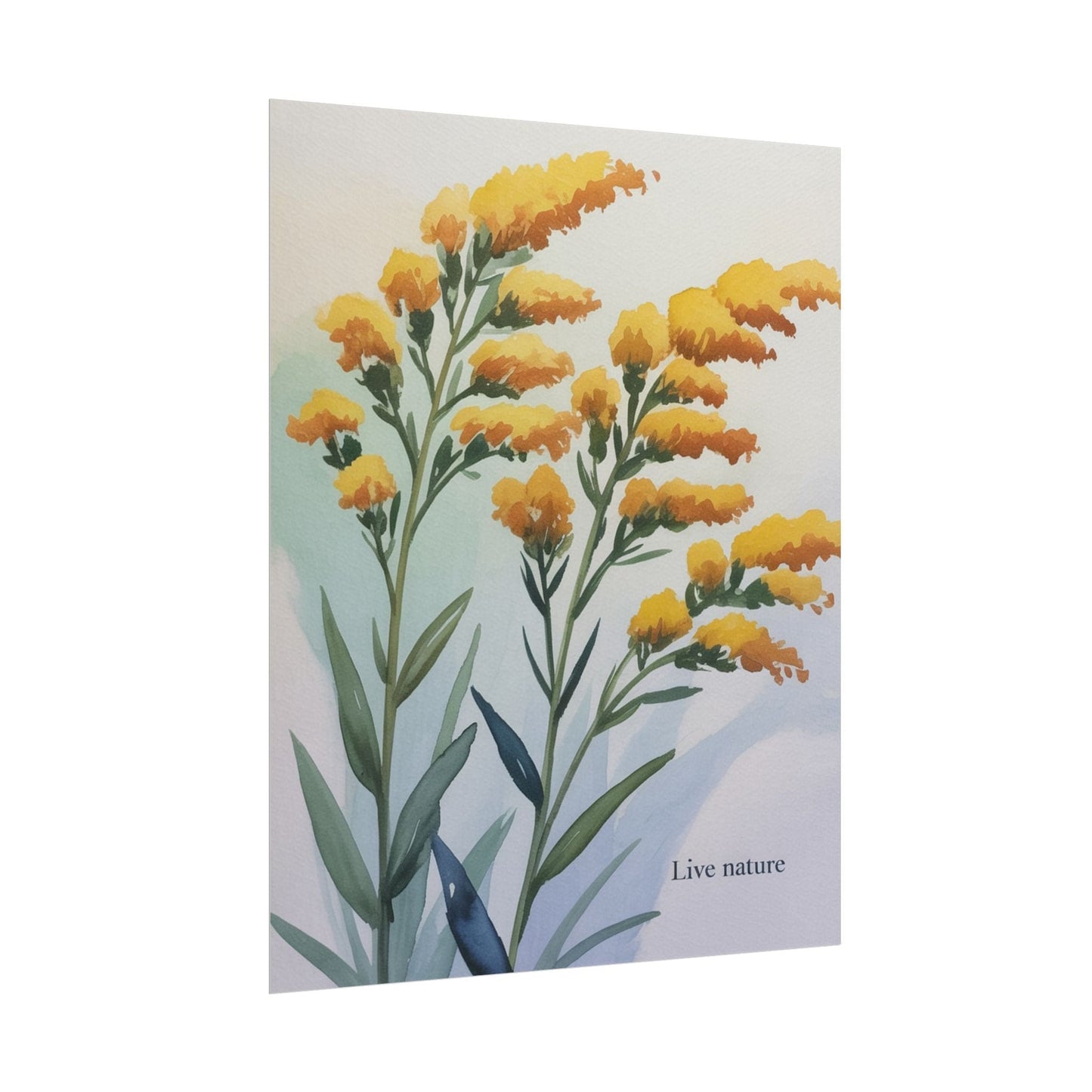 Goldenrod Flower Watercolor Poster - Live Nature Art