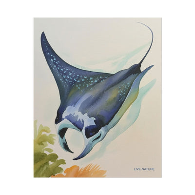 Manta Ray Watercolor Art Print 'Live Nature' Design