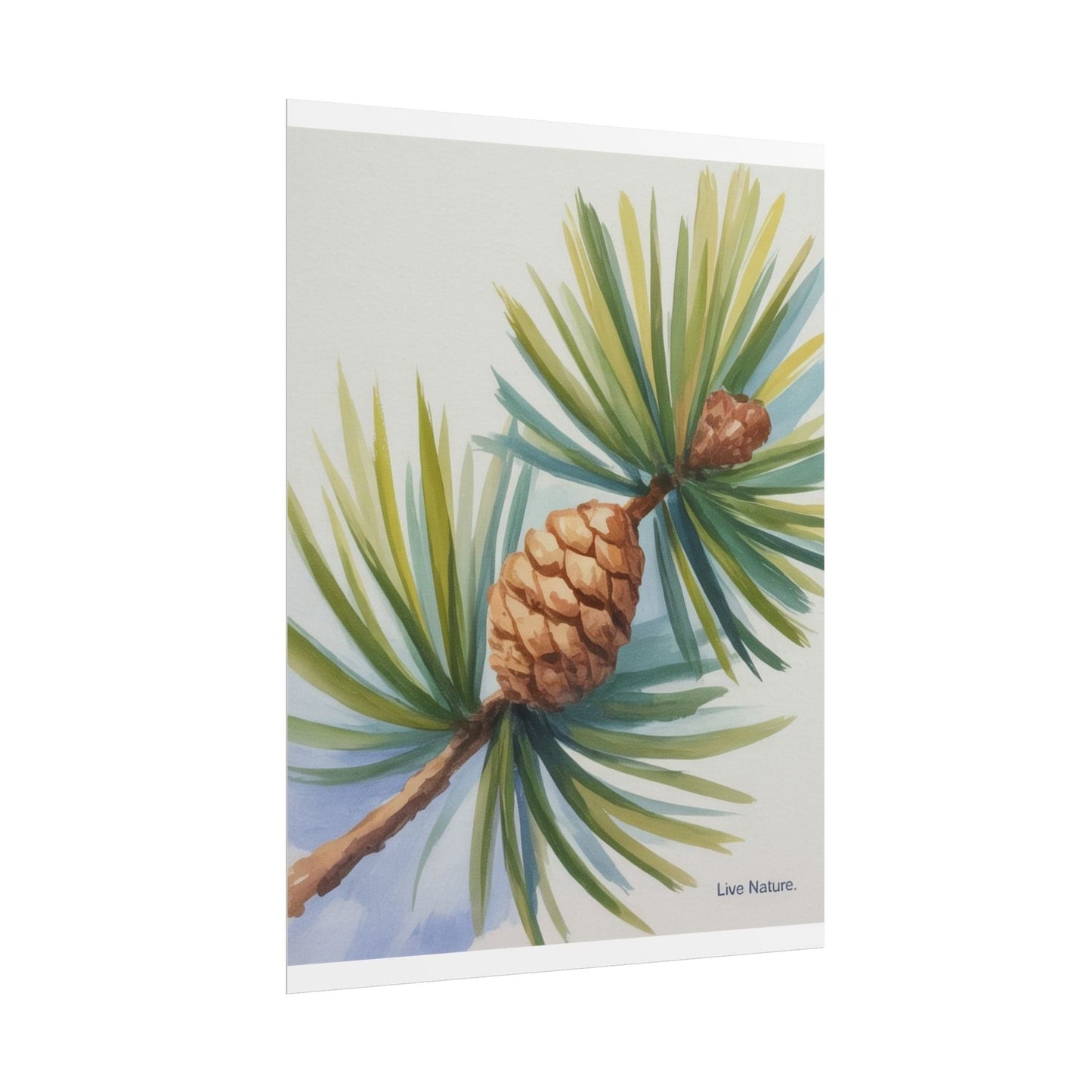Maine Pine Cone Watercolor Print - Live Nature Art