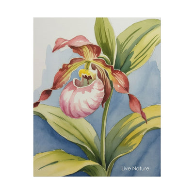 Pink Lady Slipper Orchid Watercolor Print Minnesota