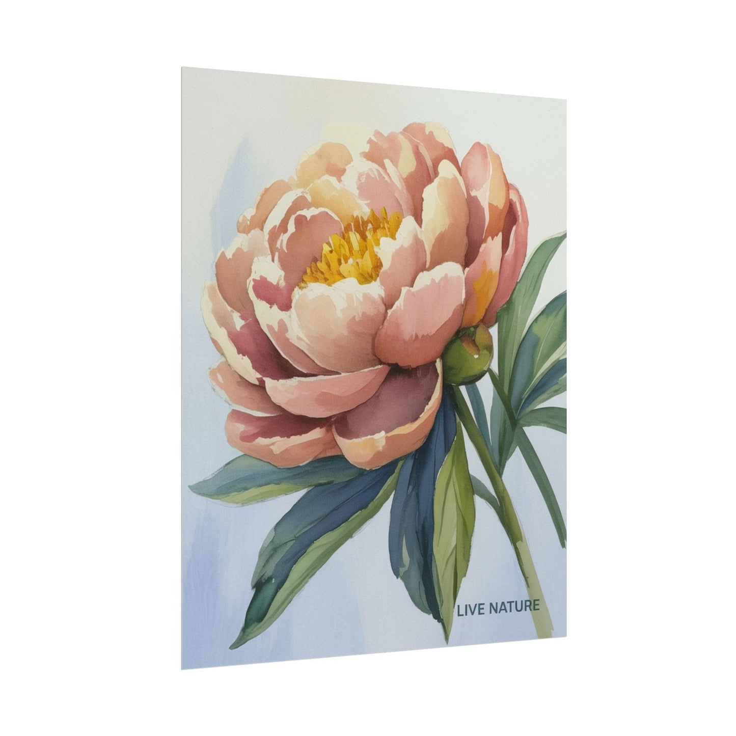 Peony Bloom Watercolor Poster Live Nature Art Print