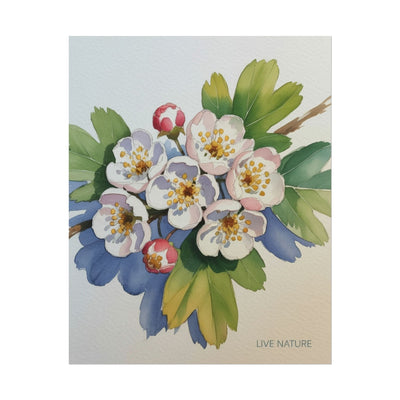 Hawthorn and Dogwood Blossoms Art Print – Live Nature