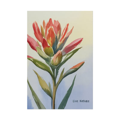 Indian Paintbrush Watercolor Art Print 'Live Nature