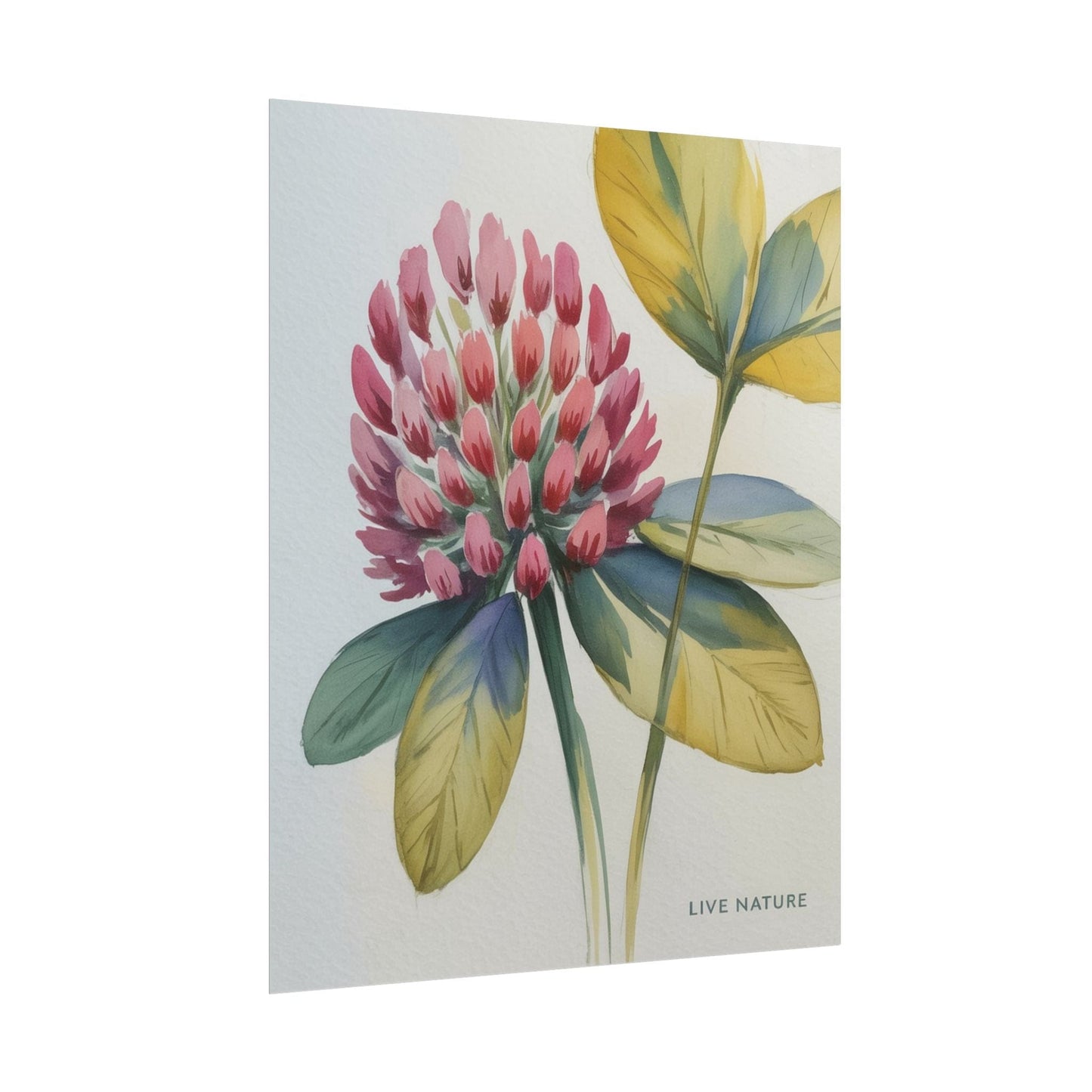 Red Clover Botanical Art Print 'Live Nature' Design