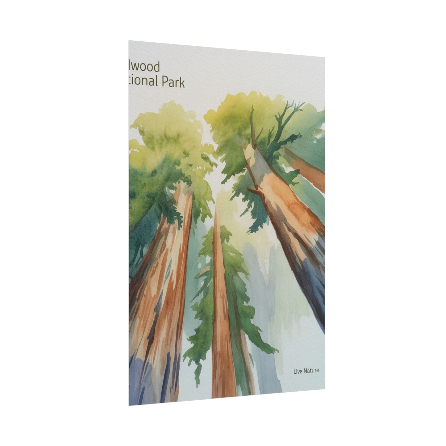 Redwood National Park Watercolor Art Print