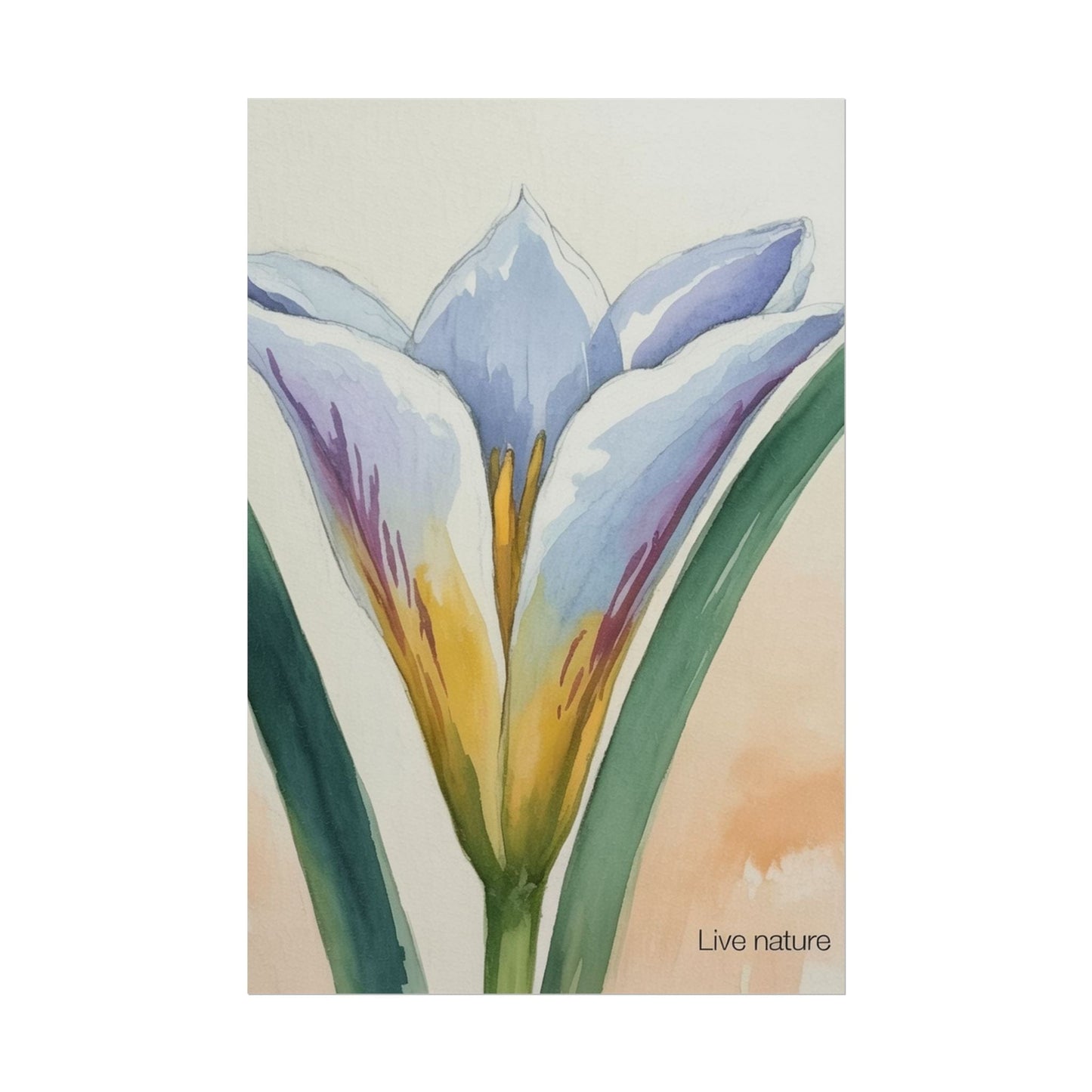 Sego Lily Watercolor Print Utah State Flower Art