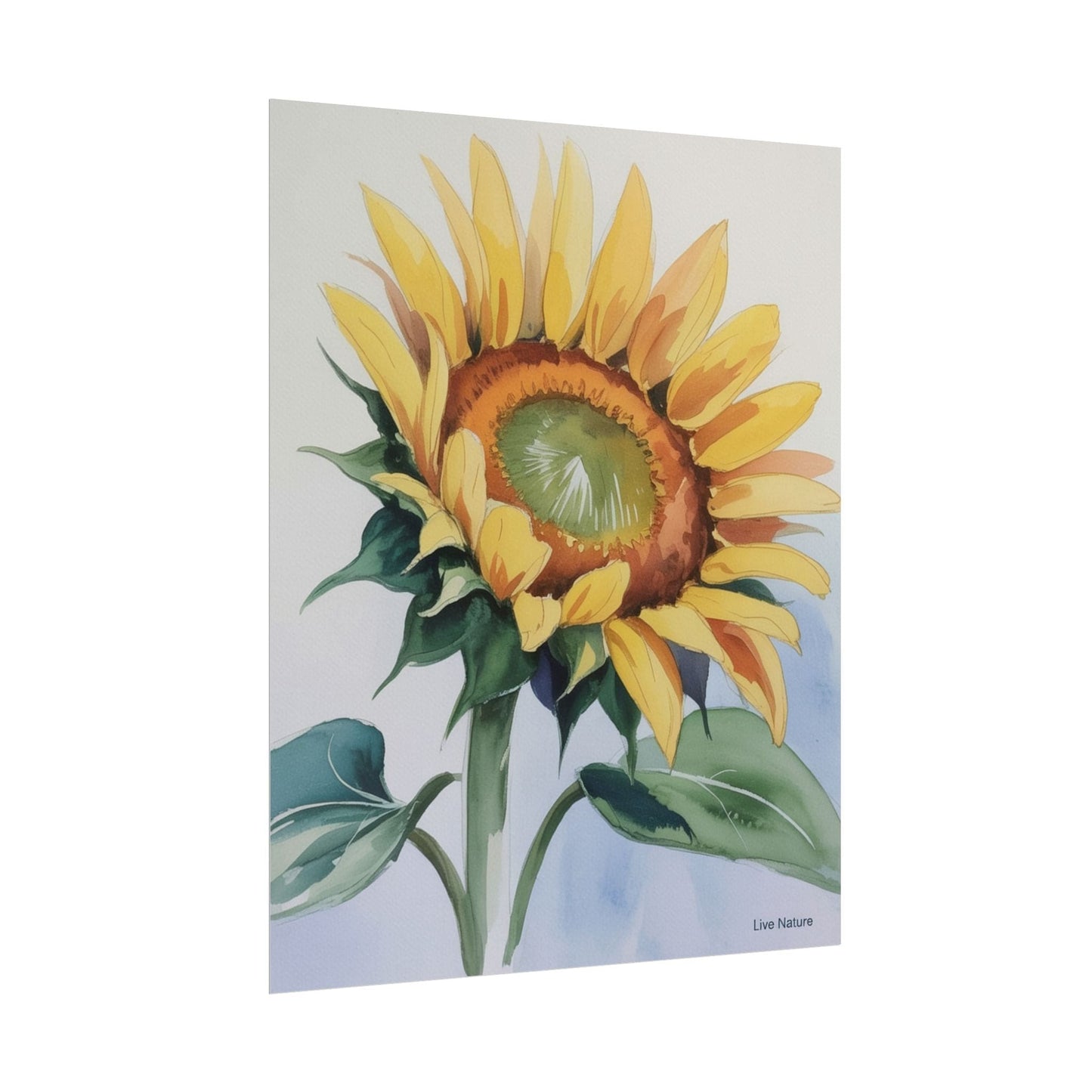 Kansas Sunflower Watercolor Art Print 'Live Nature