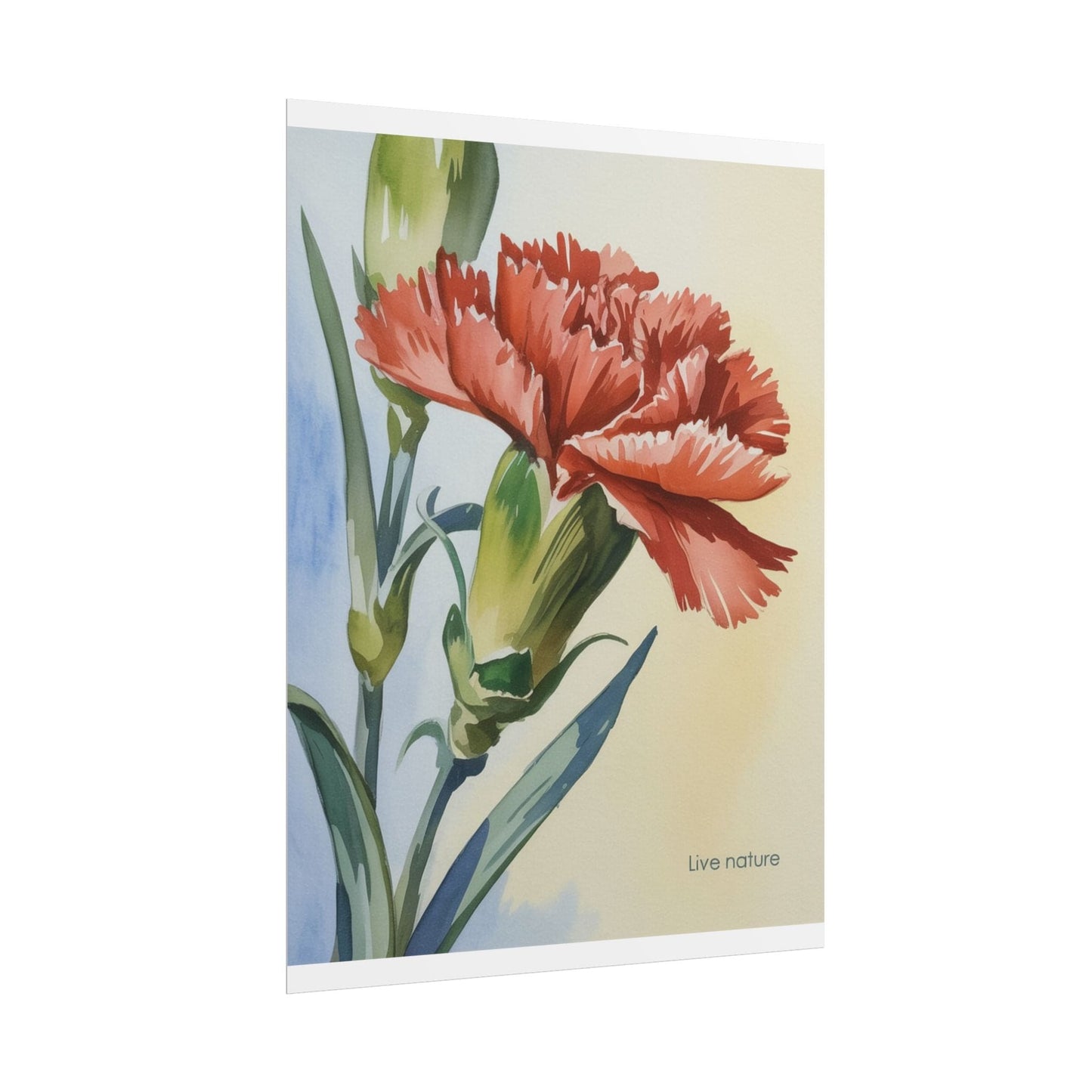 Scarlet Carnation Watercolor Art Print 'Live Nature