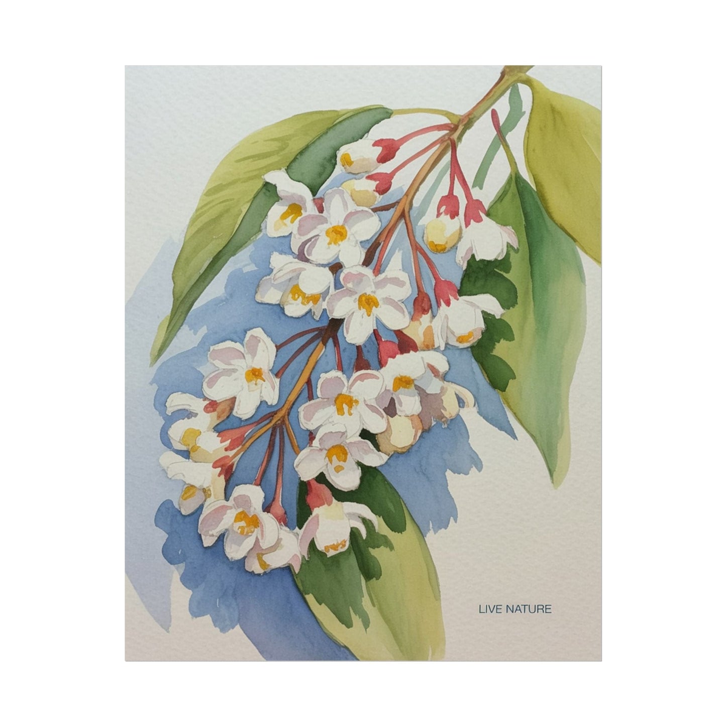 Idaho Syringa Blossom Watercolor Art Print Poster