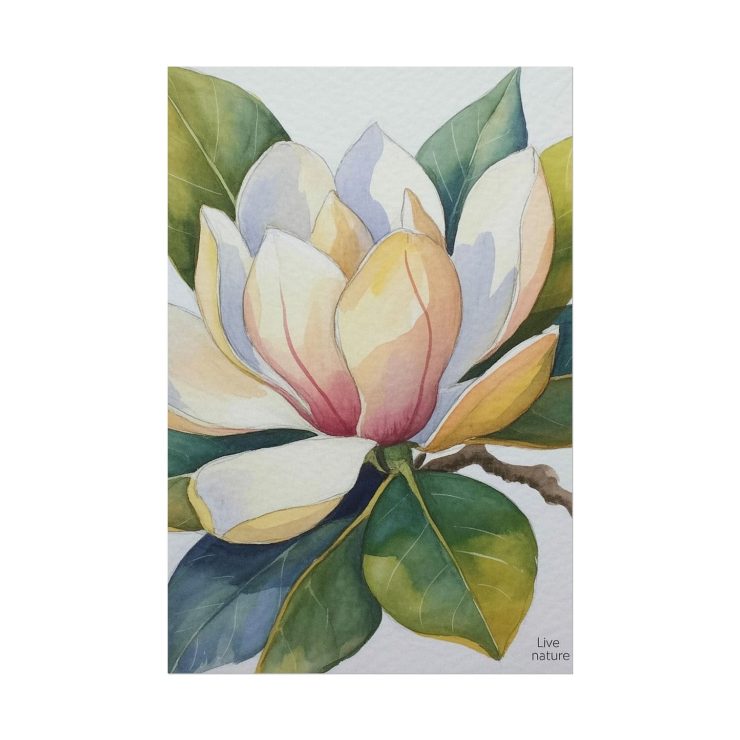 Magnolia Blossom Watercolor Print Fine Art Poster