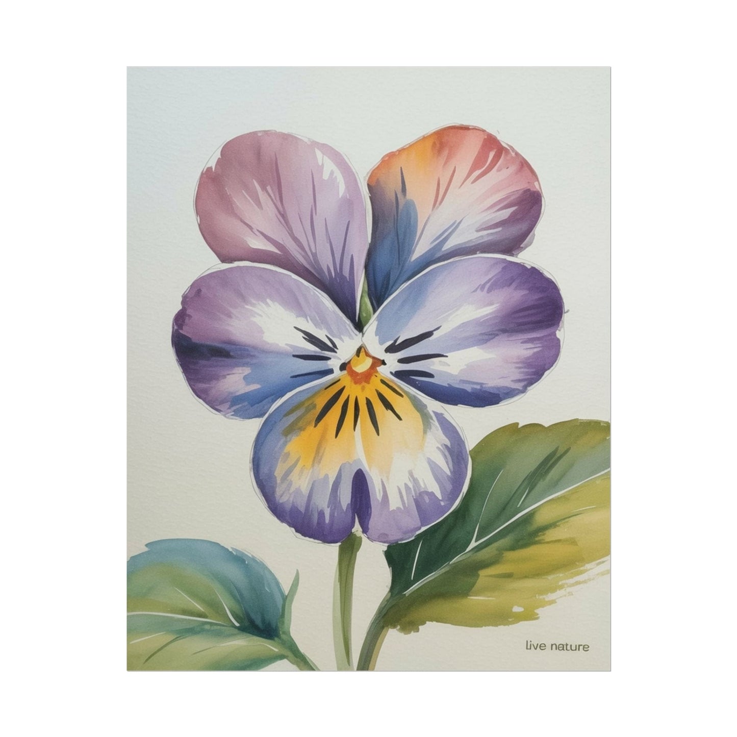 Violet Pansy Watercolor Art Print - Live Nature Design