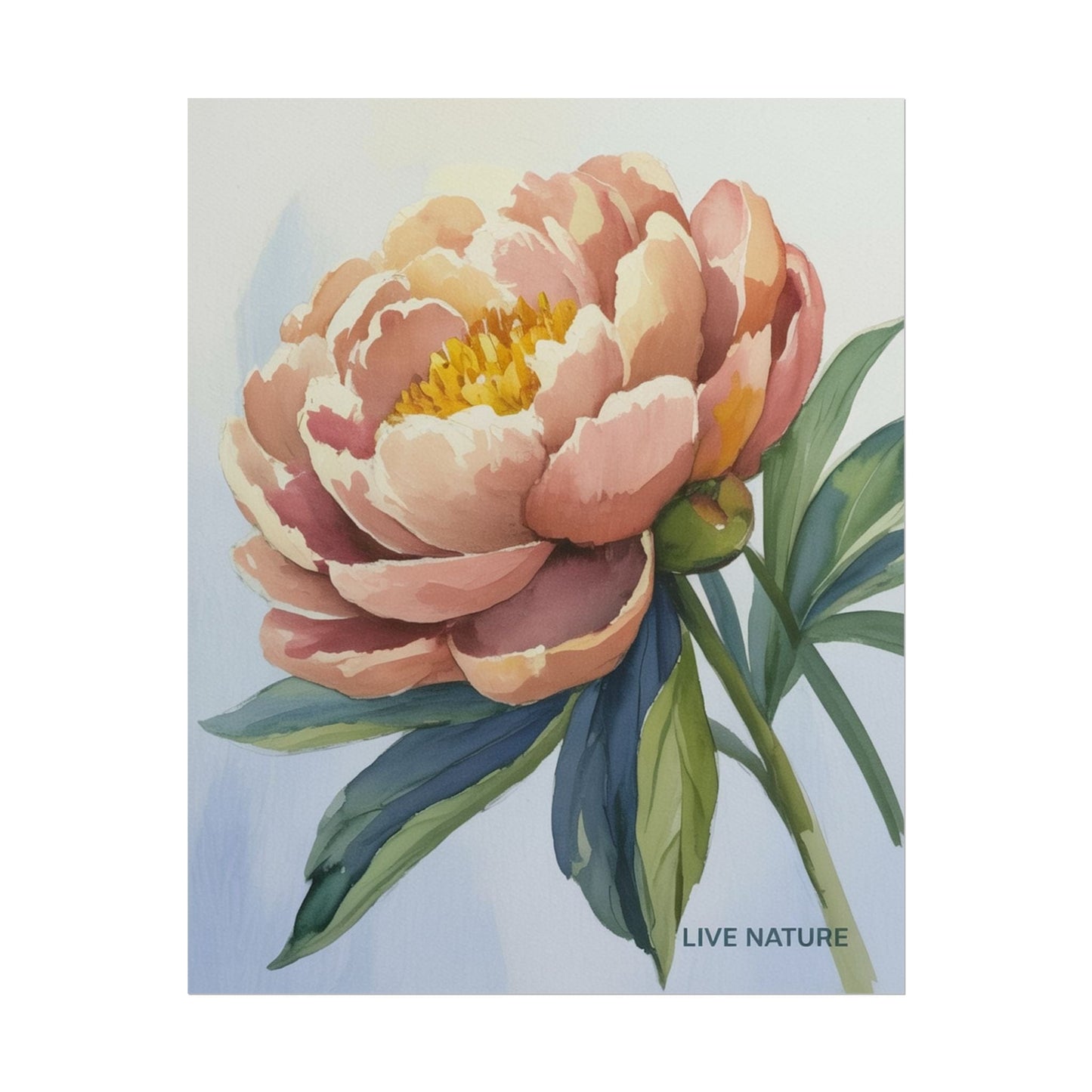 Peony Bloom Watercolor Poster Live Nature Art Print