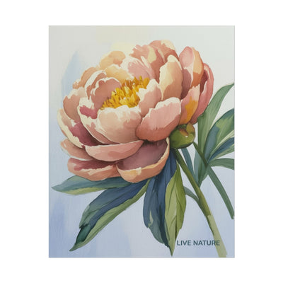 Peony Bloom Watercolor Poster Live Nature Art Print