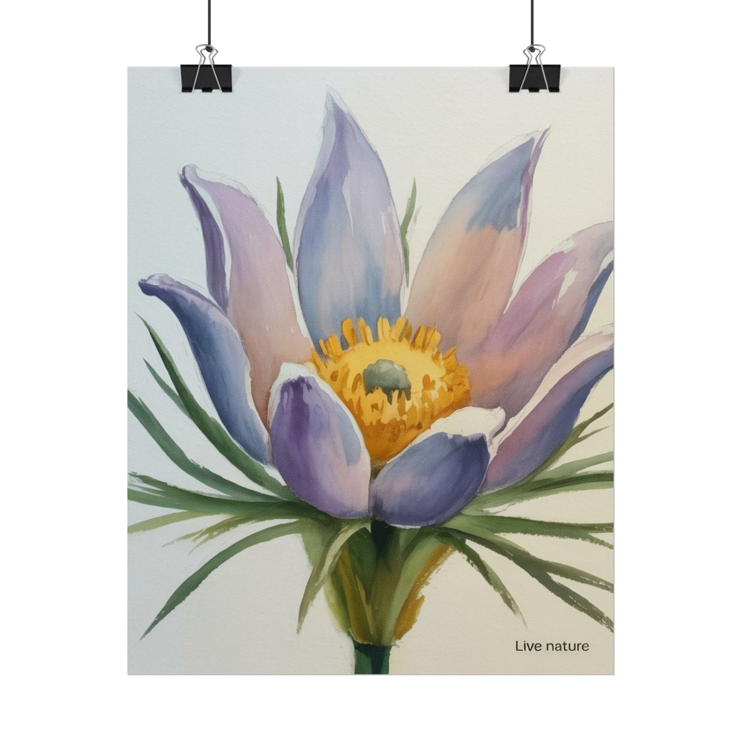 Pasque Flower Watercolor Art Print 'Live Nature
