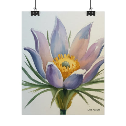 Pasque Flower Watercolor Art Print 'Live Nature