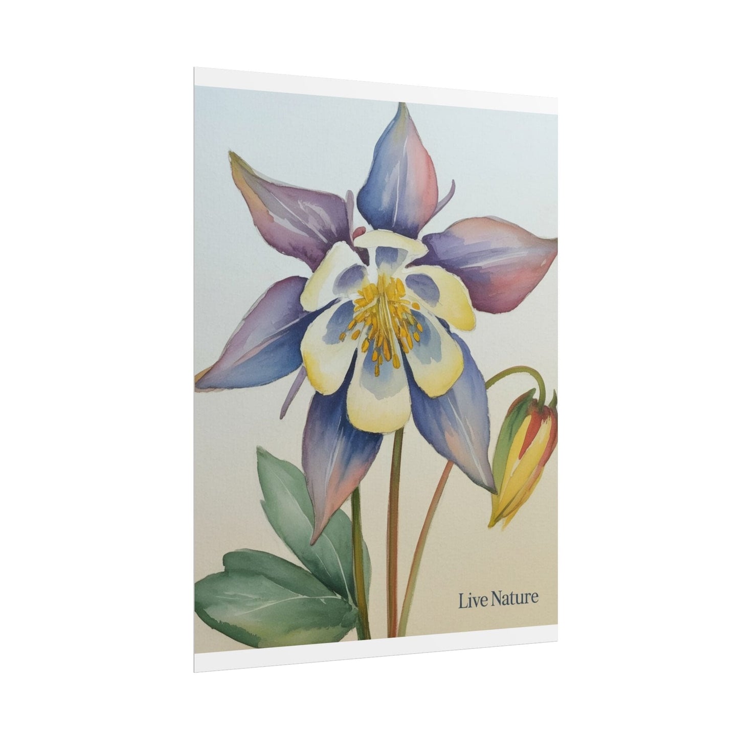 Rocky Mountain Columbine Watercolor Poster - Live Nature