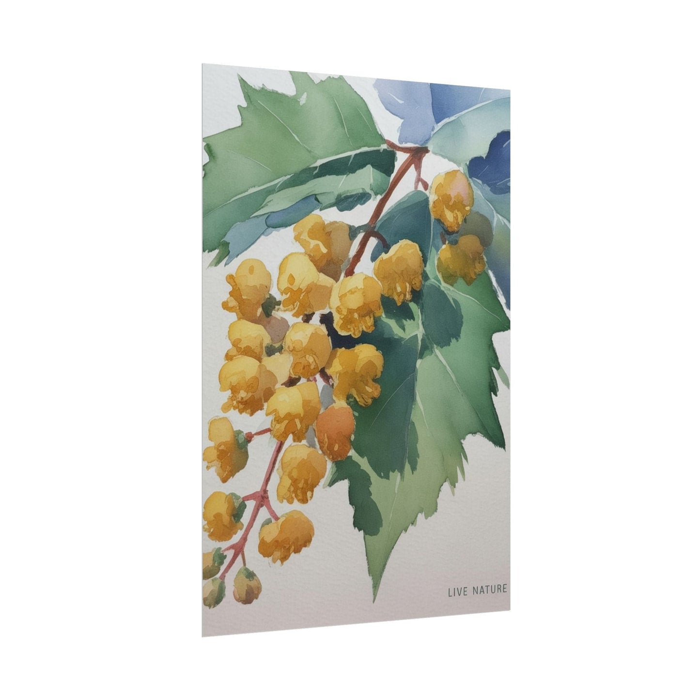 Oregon Grape State Flower Watercolor Art Print