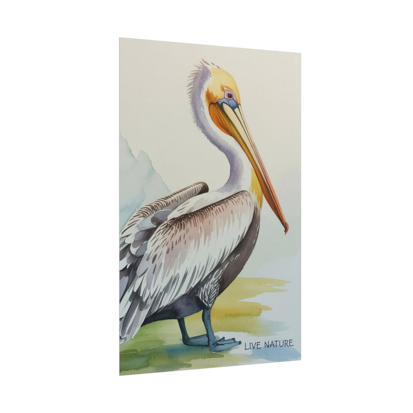 Pelican Watercolor Art Print 'Live Nature' Design