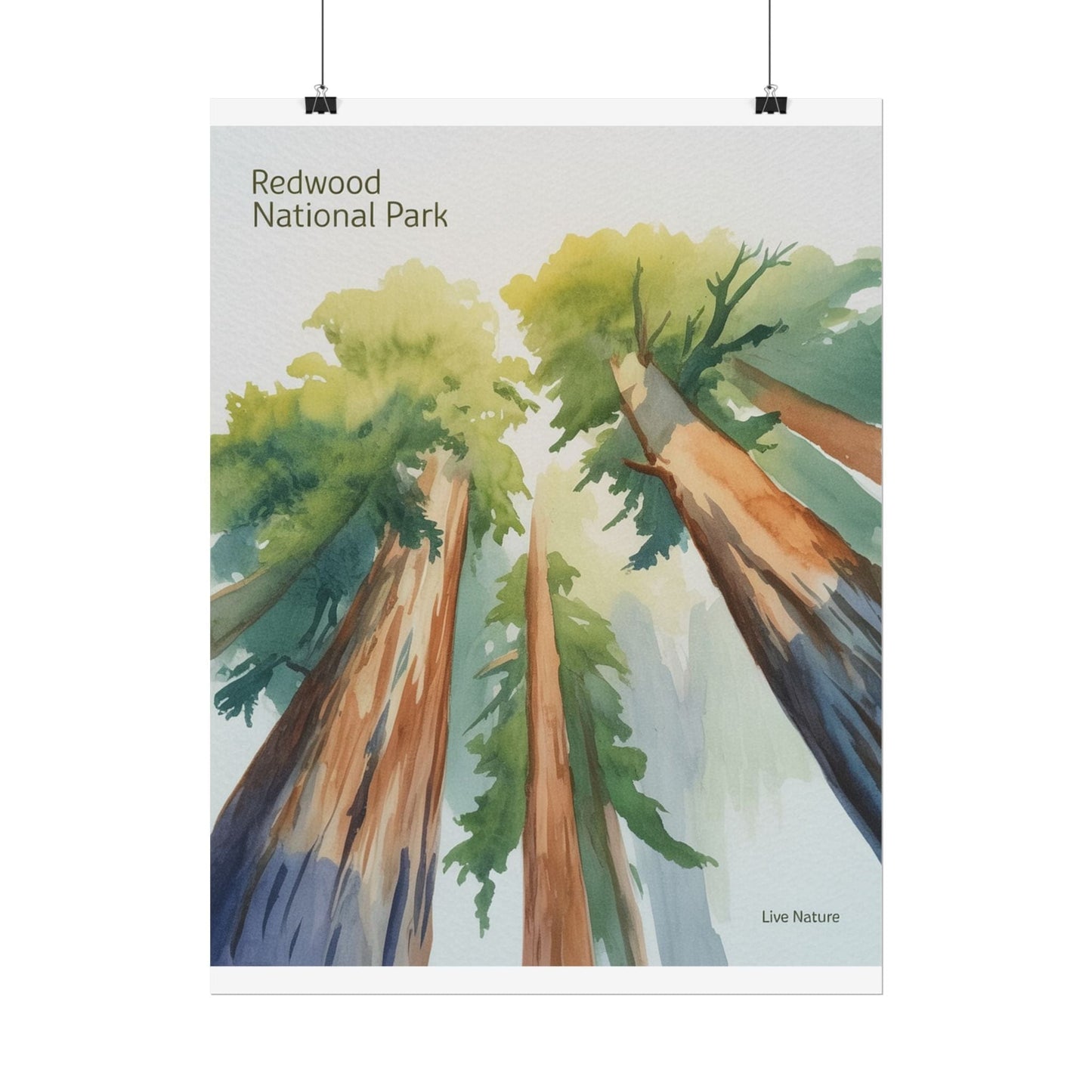 Redwood National Park Watercolor Art Print