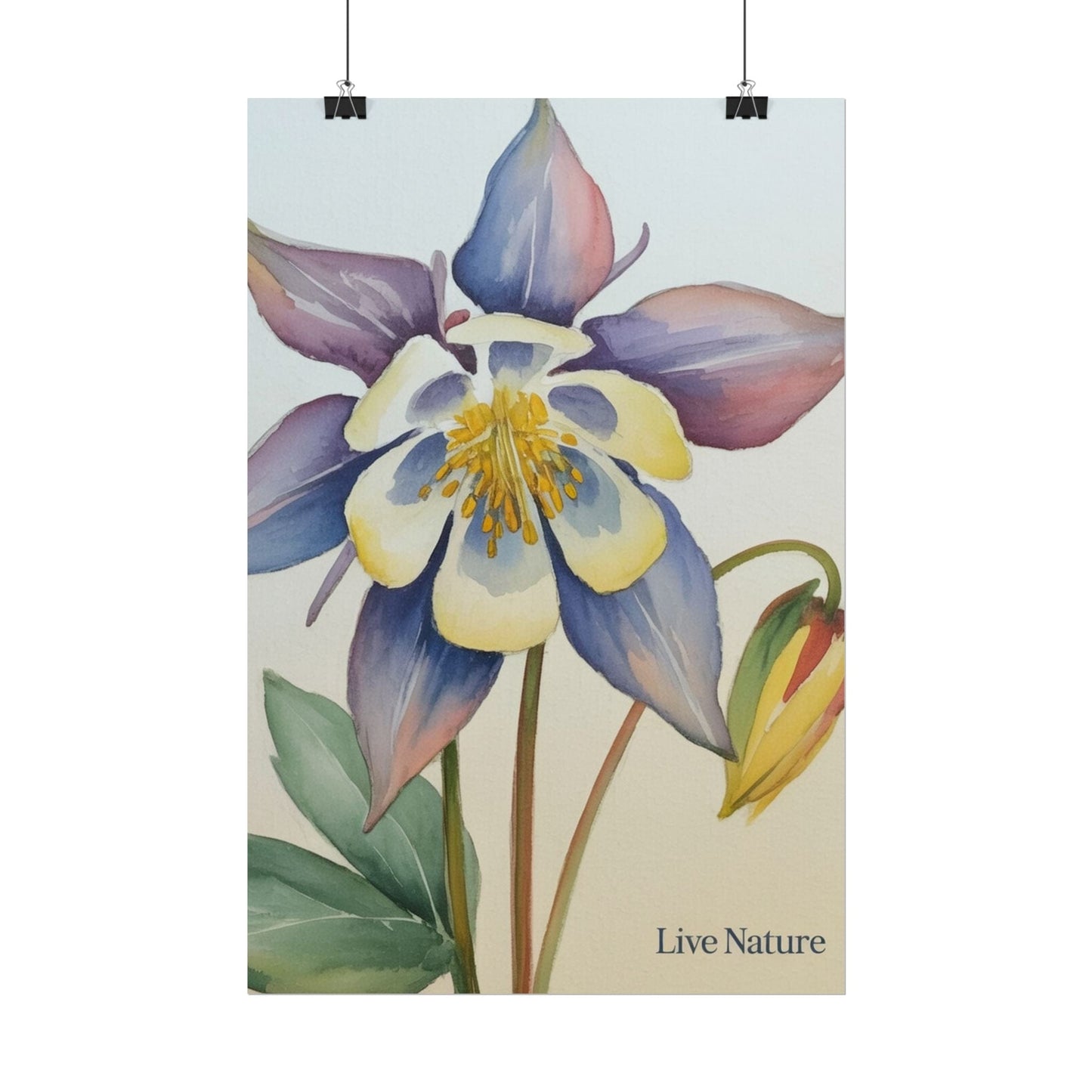 Rocky Mountain Columbine Watercolor Poster - Live Nature