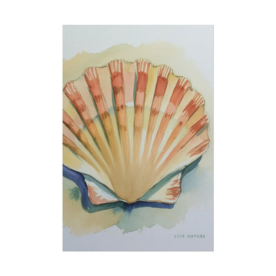 Clam Shell Watercolor Art Print 'Live Nature