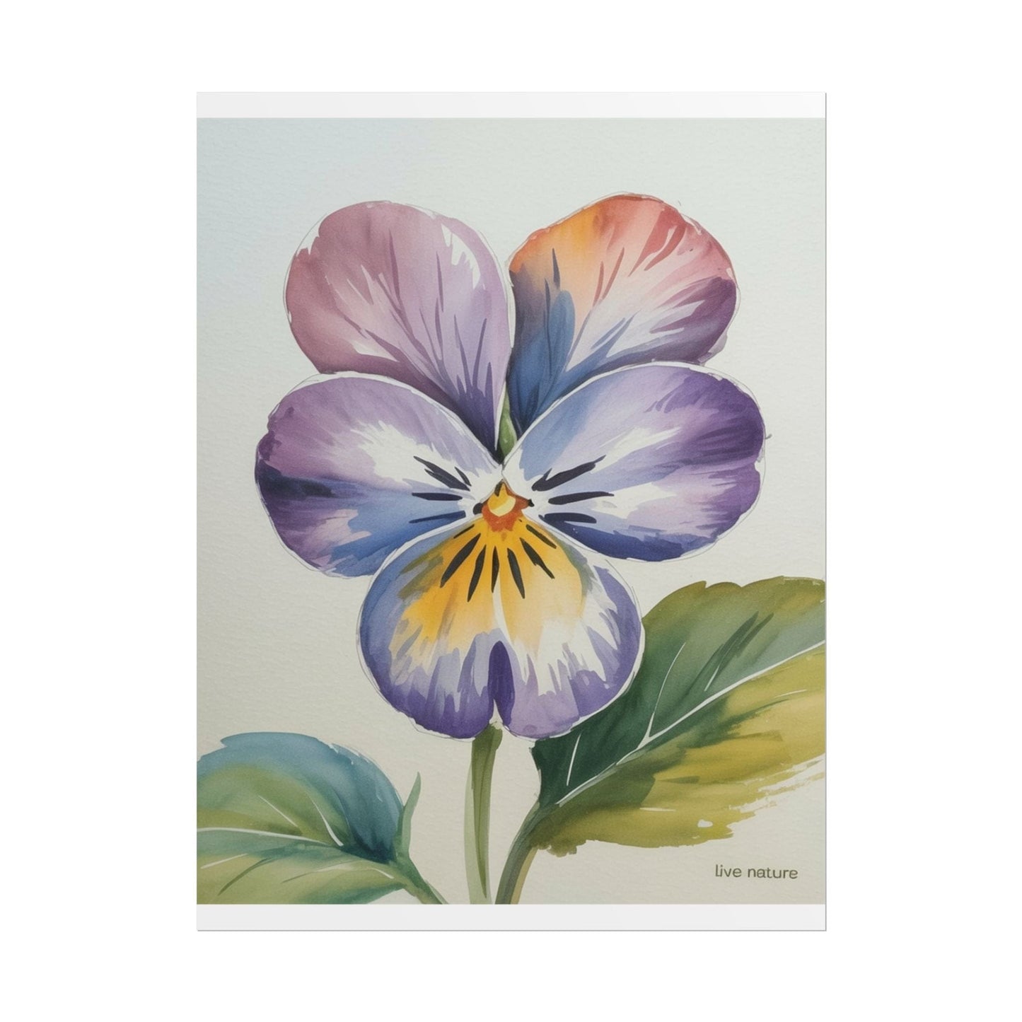Violet Pansy Watercolor Art Print - Live Nature Design