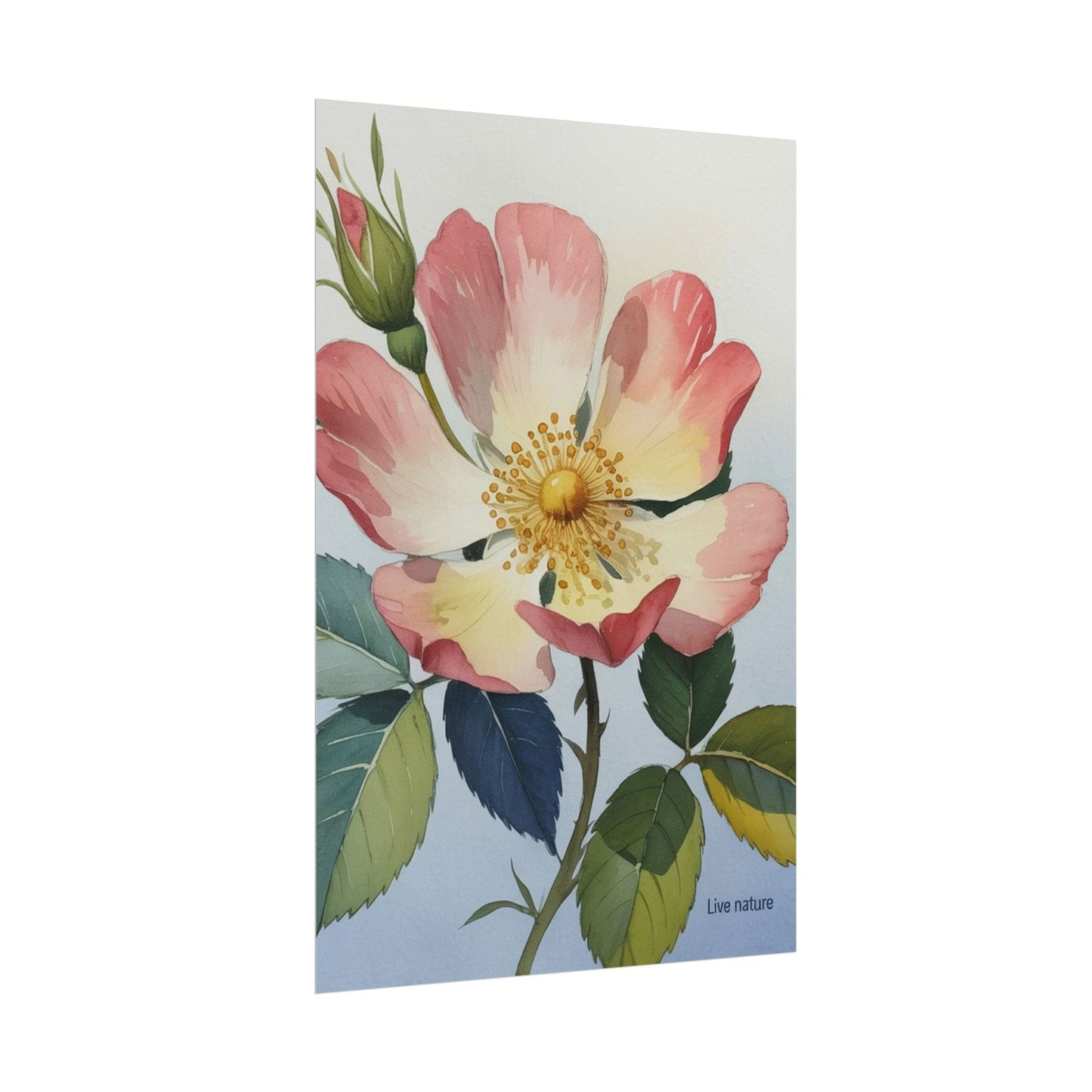 Wild Prairie Rose Watercolor Art Print